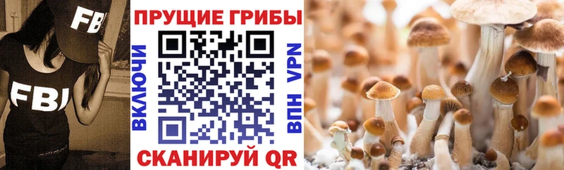 наркота  Моршанск  Псилоцибиновые грибы Magic Shrooms 